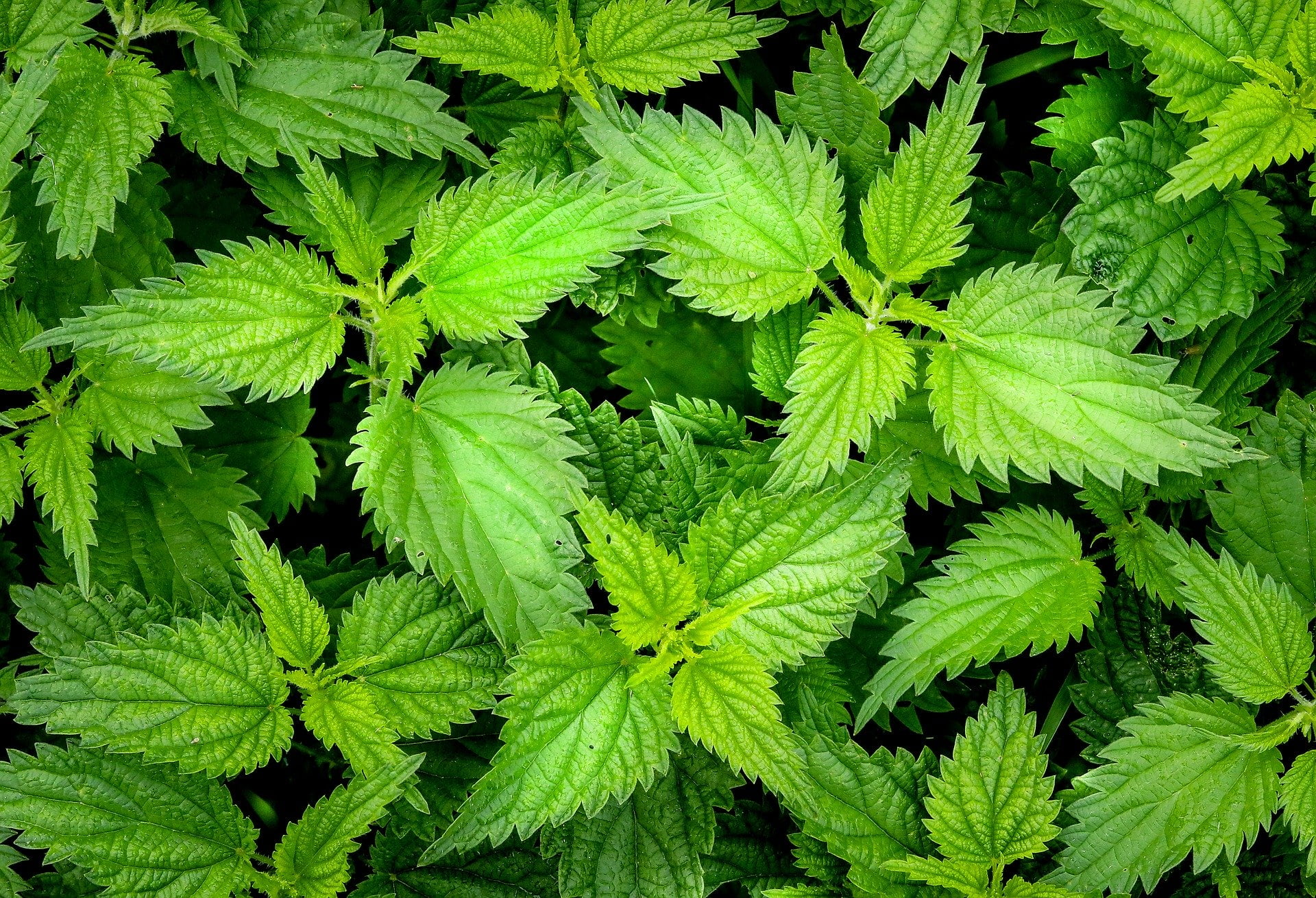 aliment anti inflammatoire